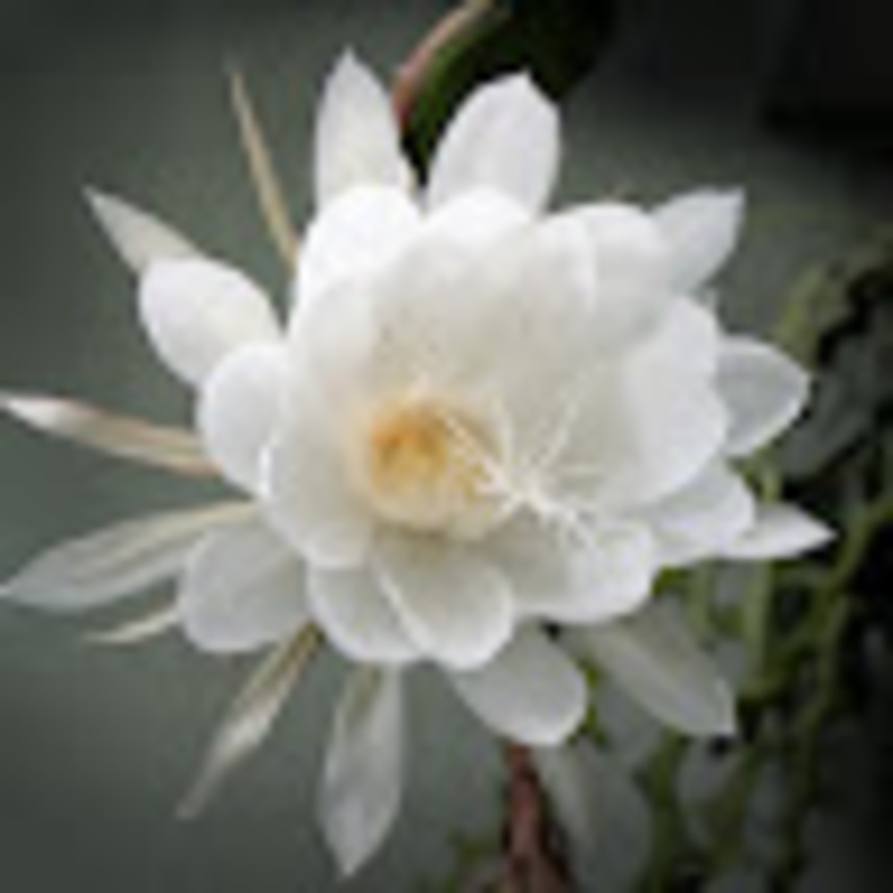 Meet your Posher, Leah